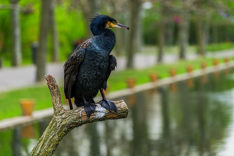 black, bird perch, tree brunch, body, water, nature, bird, cormorant, wing, zoo