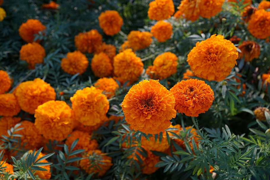 flower, yellow, orange, marigold, blossom, bloom, nature, plant, close, spring