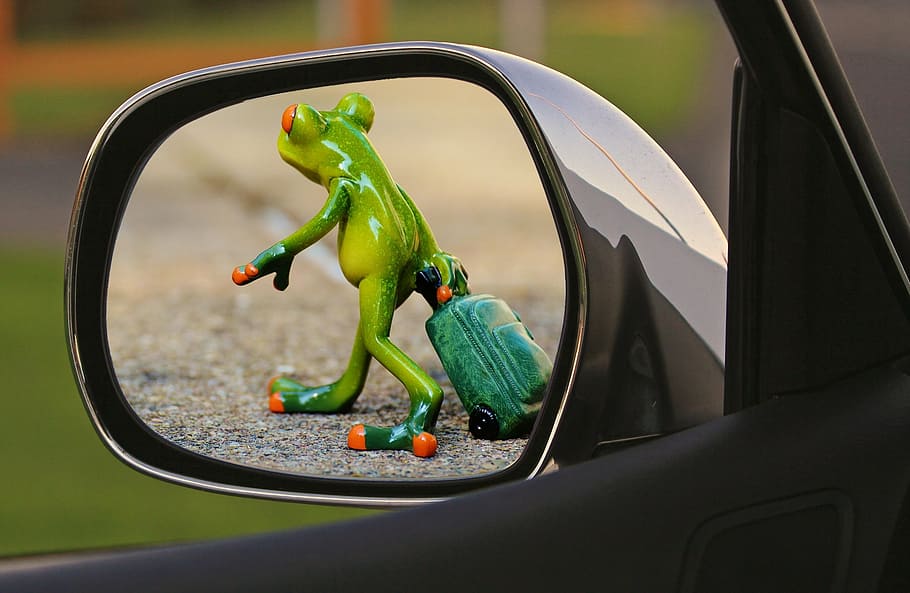 time to go, frog, farewell, sad, luggage, trolley, funny, cute, rear mirror, drive away