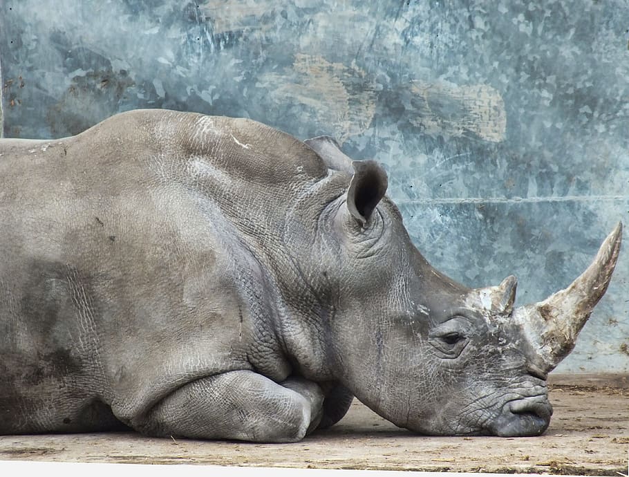 gray, rhino, lying, ground, animal, wild, nature, mammal, wildlife, rhinoceros