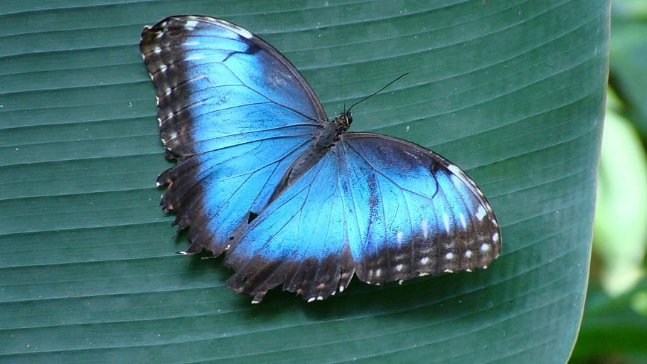 Morpho, Wings, Blue Butterfly, butterfly, one animal, animal themes, insect, animals in the wild, close-up, butterfly - insect