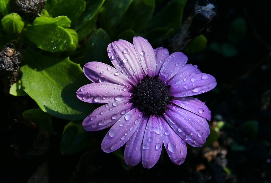 rain, flower, close up, macro, plants, garden, fresh, beautiful, droplets, wet