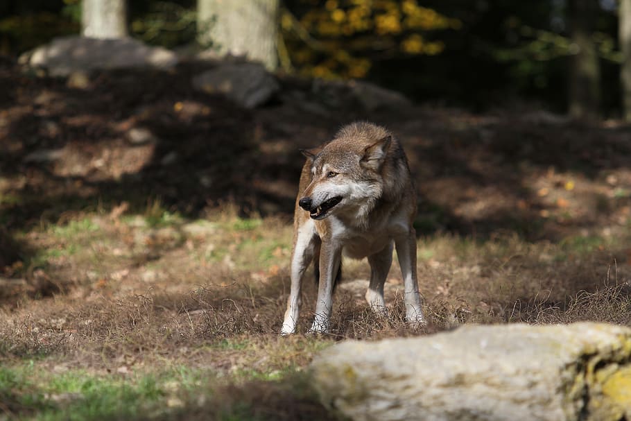 茶色 白 オオカミ 立っている 草 木 昼間 ティンバーウルフ 捕食者 カナダ Pxfuel