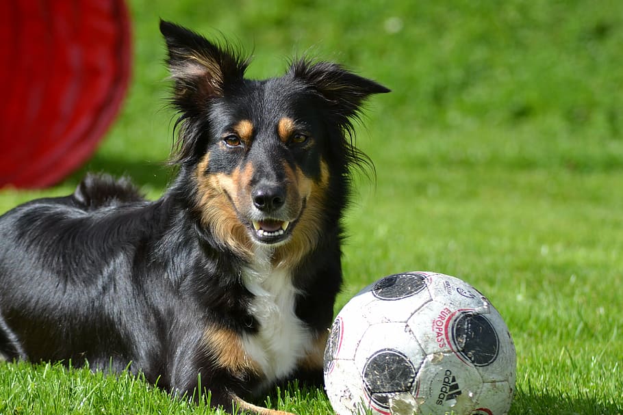 long-coated, black, white, brown, dog, adidas soccer ball, green, grass field, daytime, border collie