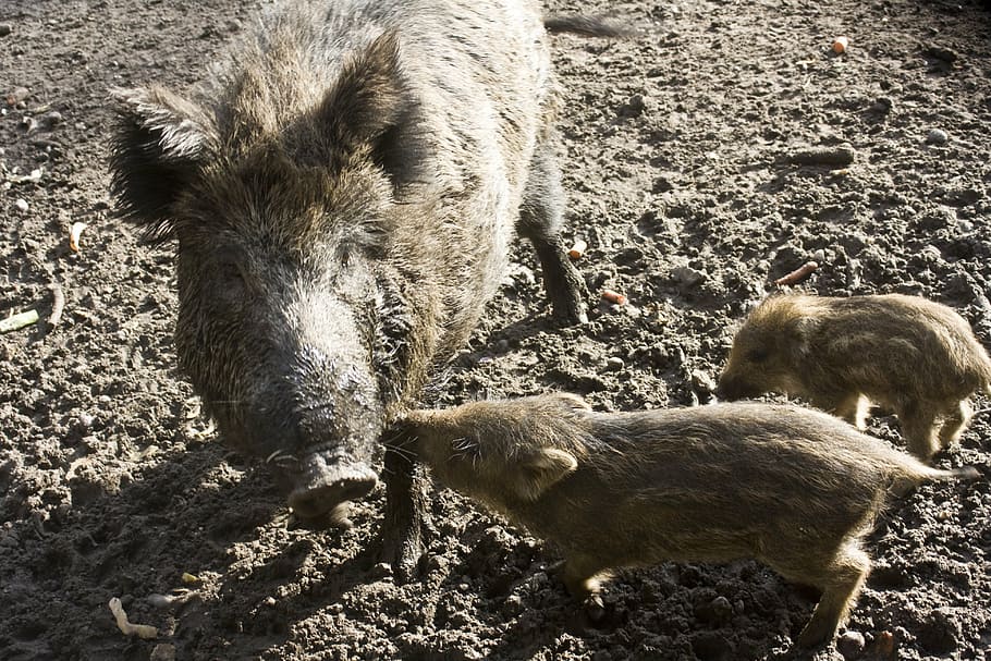 bache, little pig, quagmire, look, mud, pig, wild Boar, animal, piglet, mammal