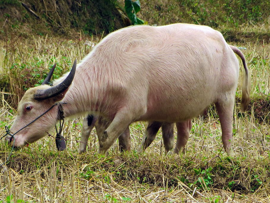 laos, white buffalo, buffalo, white variety, domestic, animal, tractor, pets, grass, nature