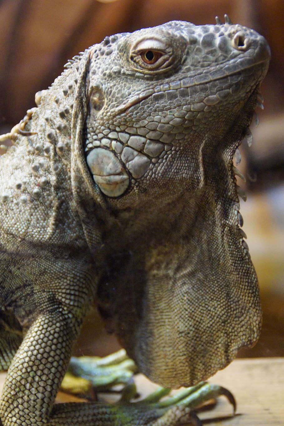 iguana, dragon, close up, animal portrait, reptile, lizard, scale, scaly, animal, zoo