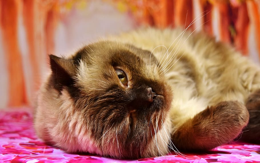 Closeup Photography Himalayan Cat British Shorthair Cat