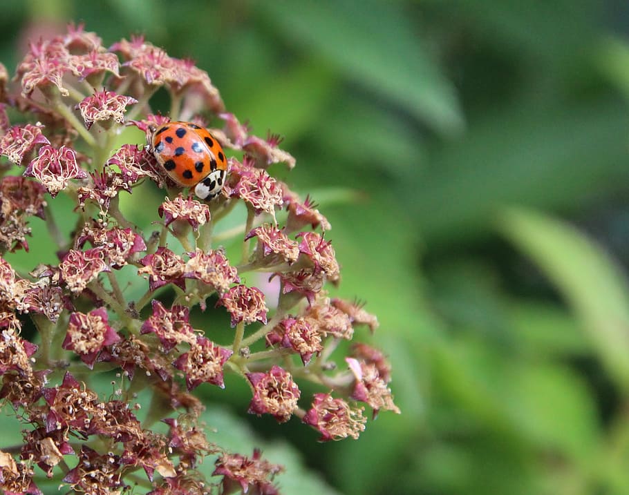 ladybug, red, lucky charm, luck, flower, animal, flowering plant, animal wildlife, animal themes, invertebrate