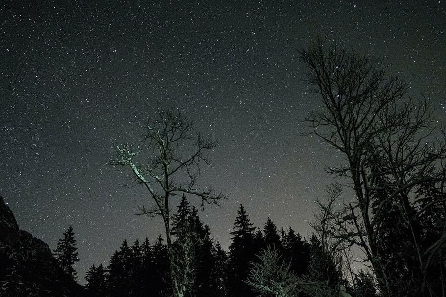 árboles, noche estrellada, noche, oscuridad, astrofotografía, estrellas, observación de estrellas, sombra, bosque, árbol
