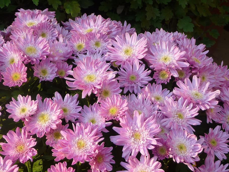 小菊 菊 ピンク 菊展 花 開花植物 鮮度 脆弱性 自然の美しさ 花弁 Pxfuel