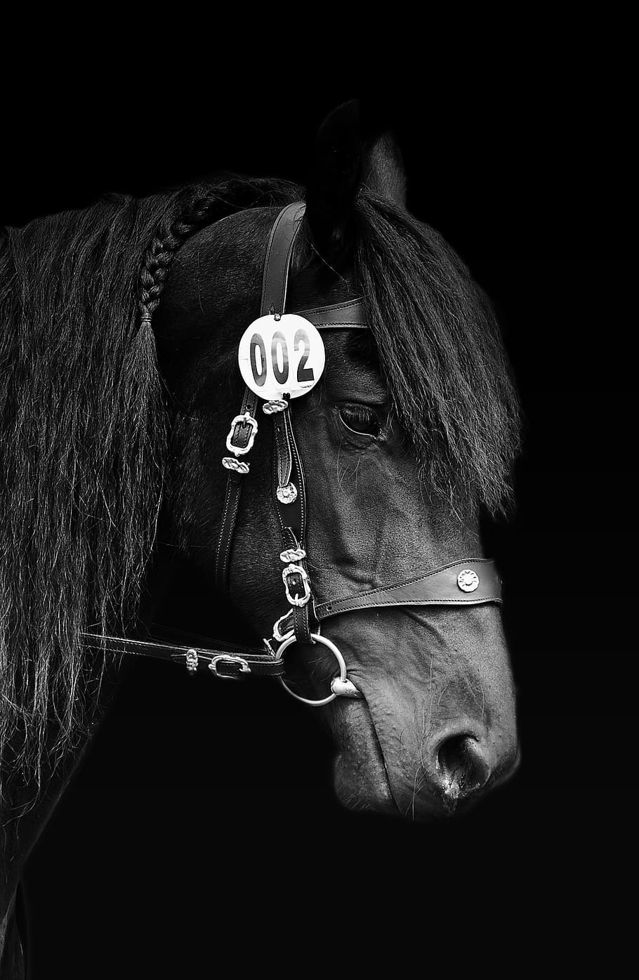 black horse head, horse, black and white, white, black, animals, horse head, rap, black white, hoofed animals