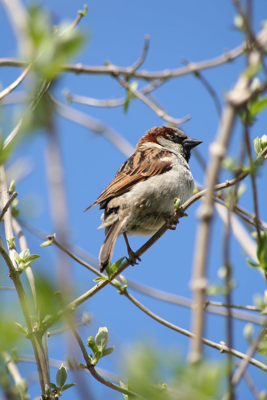 bird, house sparrow, animals, sparrow, tree, wings, springs, one animal, plant, animals in the wild