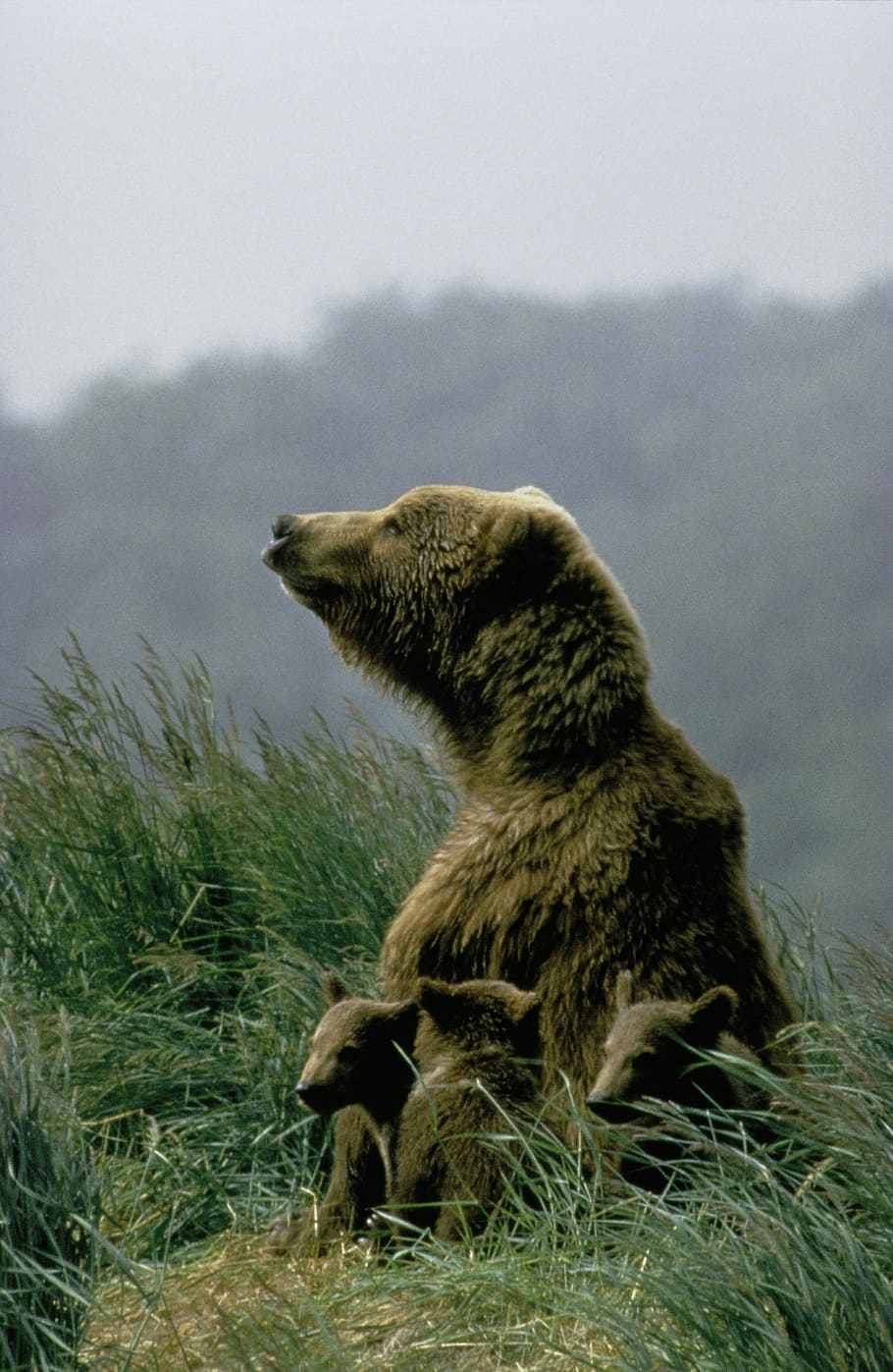 brown, grizzle, stands, grass mountain, daytime, Bear, Cubs, kodiak bear, bears, mammal