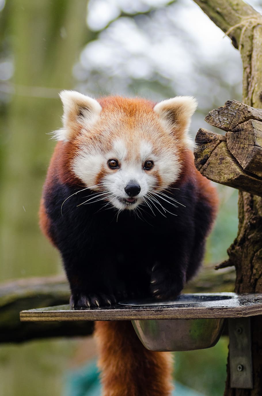 Red Panda, animal, animal themes, one animal, animal wildlife, mammal, animals in the wild, focus on foreground, vertebrate, panda - animal