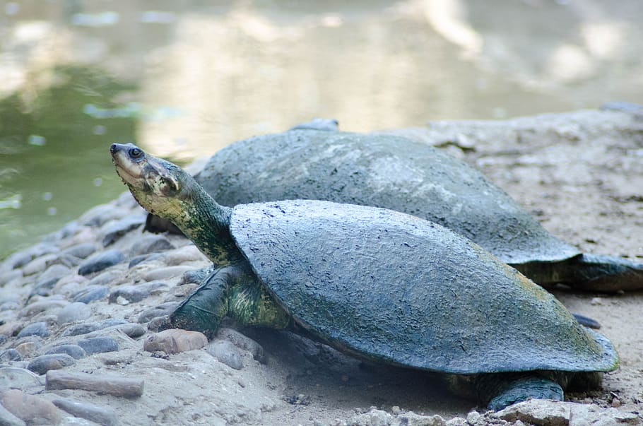 tayrona, colombia, beach, jungle, turtles, animal, animal themes ...