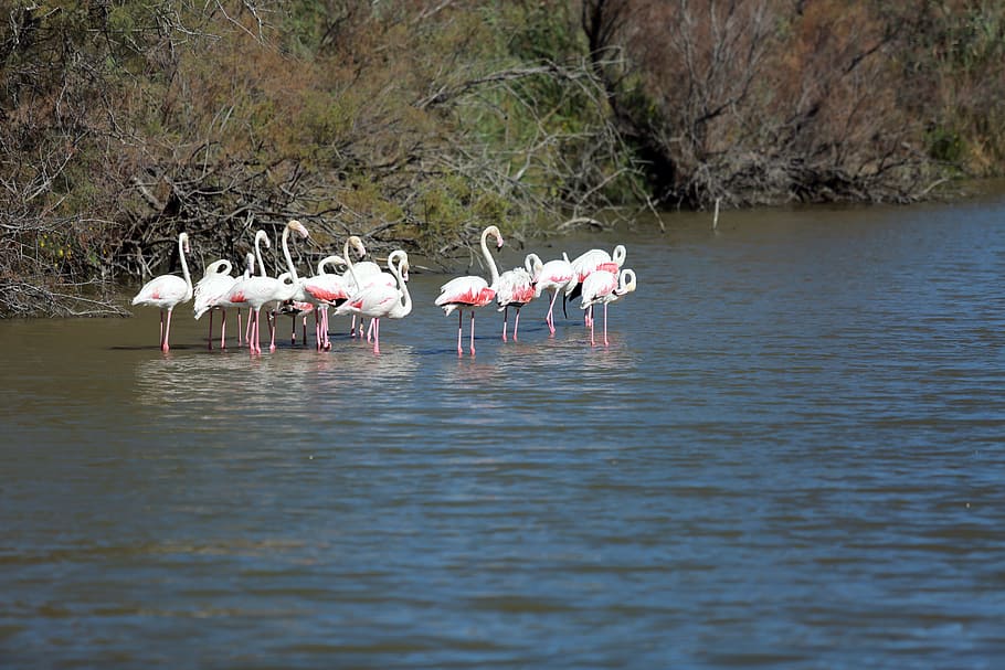 Pinky, flamingos, water, daytime, animal themes, animals in the wild, animal, animal wildlife, vertebrate, group of animals