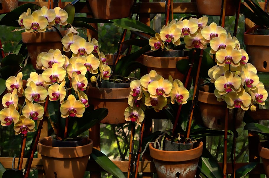 orquídeas, flores, botánica, jardines, atlanta, georgia, exótica, floreciente, tropical, flora