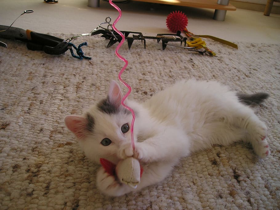 white, gray, kitten, playing, chew, toy, cat, play, playful, young