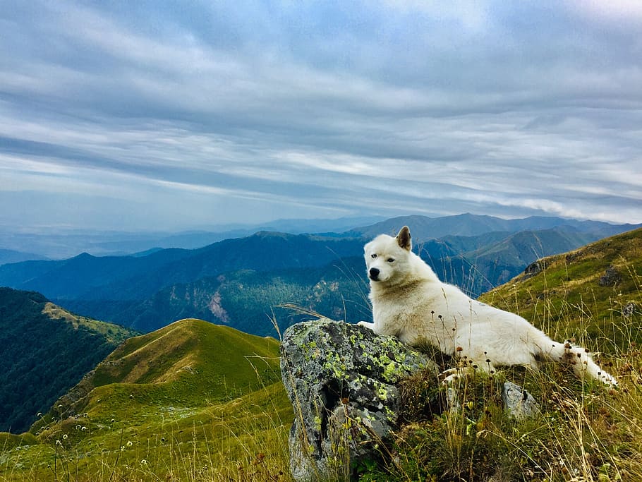 dog, animal, husky, nature, animal picture, mountains, panorama, mammal, animal themes, one animal