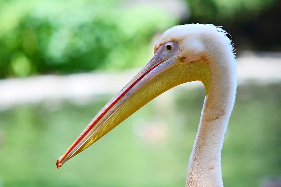 Pelican, Pelecanus, Onocrotalus, Bird, pelecanus, onocrotalus, animal, rosy, beak, nature, wildlife