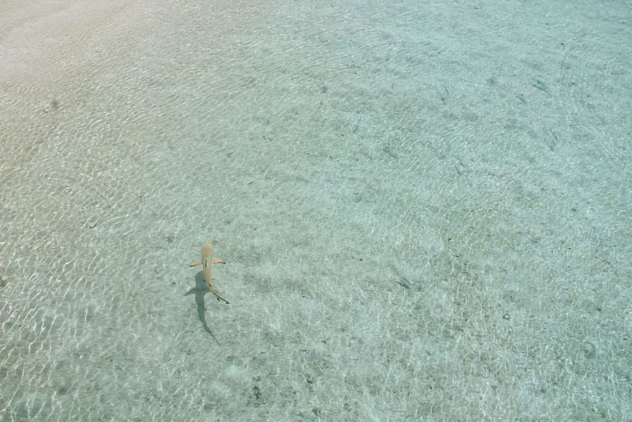 shark, maldives, mar, fish, ocean, water, swimming, sea, high angle view, one person