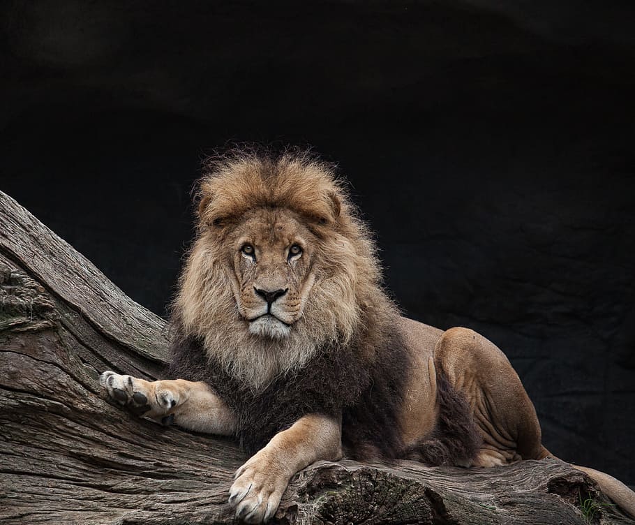 ライオンイラスト ライオン 男性 王 捕食者 哺乳類 動物野生動物 ライオン ネコ 野生動物 一匹の動物 Pxfuel