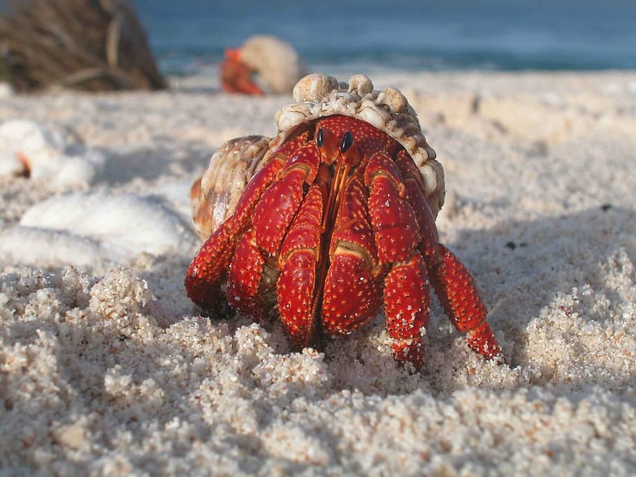 white, red, crab, sand, hermit, macro, beach, wildlife, crustacean, marine
