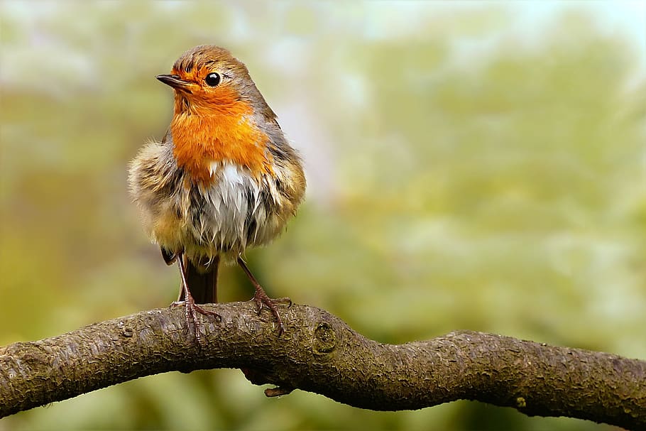 animal, bird, songbird, robin, erithacus rubecula, small, young, wet from rain, sitting, branch