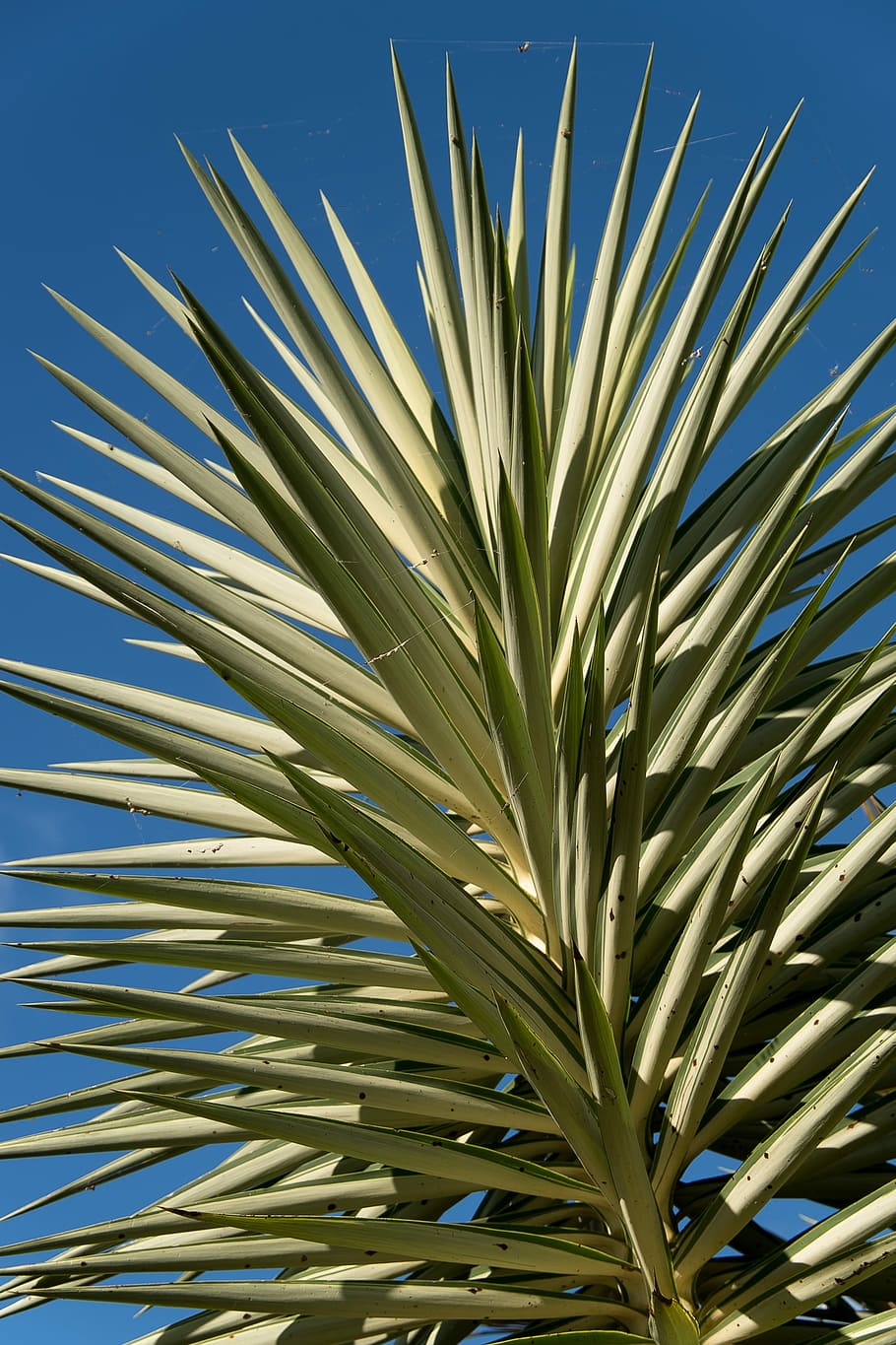 plant, yucca, foliage, spikes, variegated, tropical, succulent, garden, growth, close-up