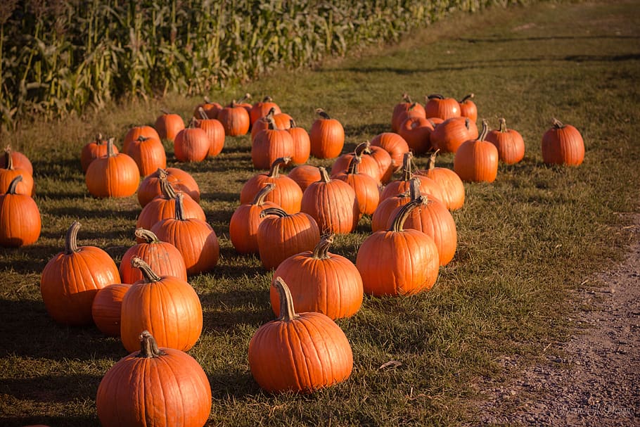 pumpkin, trick or treat, haloween, november, grass, fruit, vegetable, field, plant, orange color