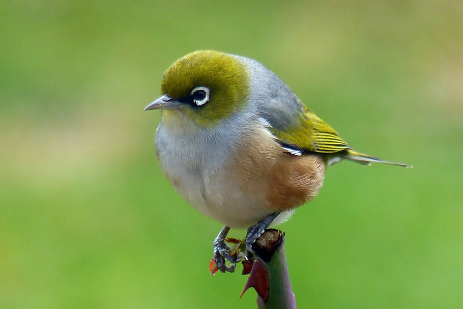 Silvereye, NZ, wax eye bird, bird, animals in the wild, animal wildlife, vertebrate, one animal, focus on foreground, close-up