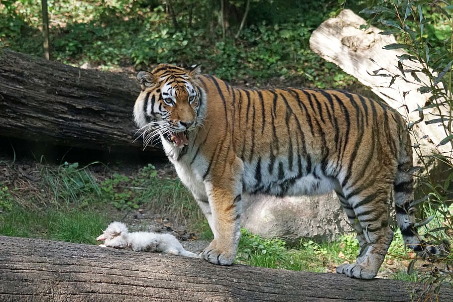 tiger, amurtiger, predator, cat, carnivores, siberian, dangerous, watch, food, hare