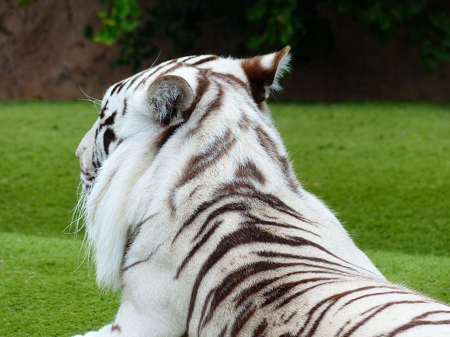 tigre de bengala blanco, pelaje, dibujo, patrón, tigre, depredador, gato, peligroso, gato montés, gato grande