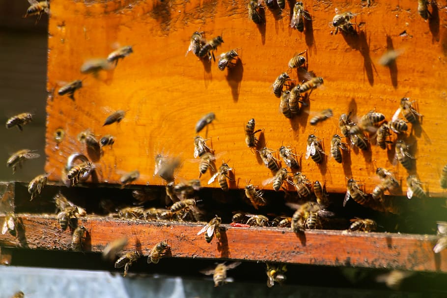 bees, brown, wooden, hive, foragers, essain, pollinator, honey, beekeeping, large group of animals