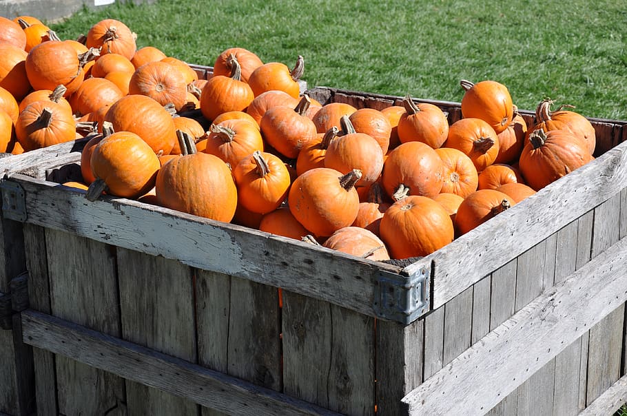 fall, fruit, food, grow, pasture, pumpkins, food and drink, orange color, pumpkin, healthy eating