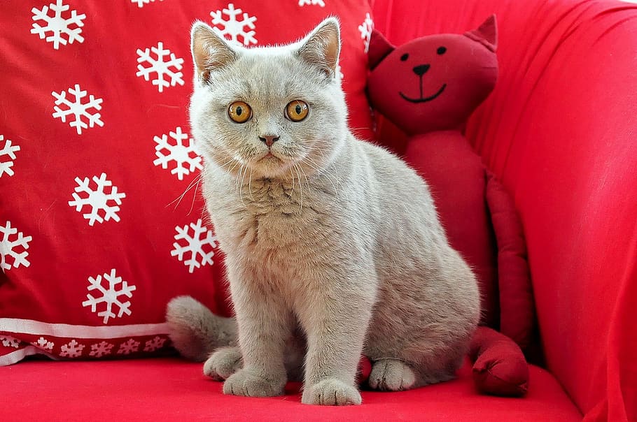 gray, fur cat, red, plush, toy, sofa, fur, red cat, plush toy, british shorthair