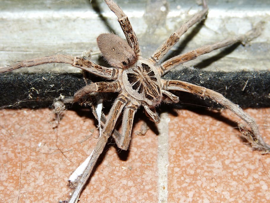 wolf spider, arachnid, pins, insect, eight legs, arachnophobia, animals in the wild, animal wildlife, close-up, one animal