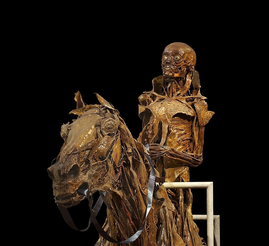 brown, skeleton, riding, horse sculpture, riding horse, sculpture, mummification, horse, reiter, honoré fragonard