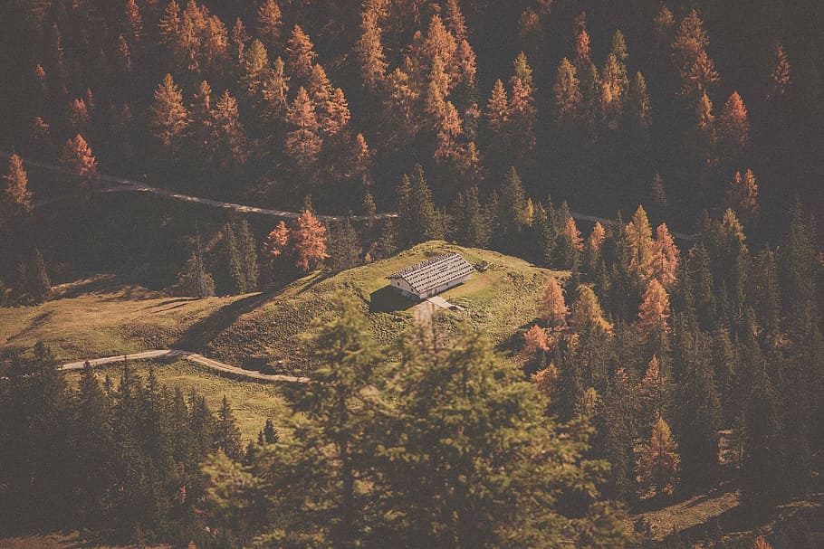 brown, green, pine trees, trees, house, vacation, adventure, travel, trip, nature