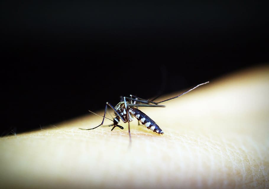 tiger mosquito, human, skin, mosquito, malaria, gnat, bite, insect, blood, pain