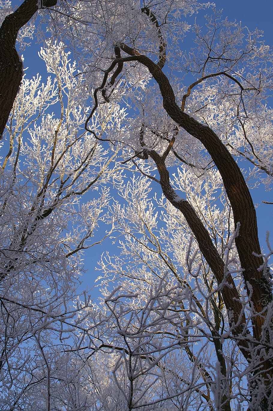 tree, branch, wood, winter, nature, snow, covered, icy, frost, ze