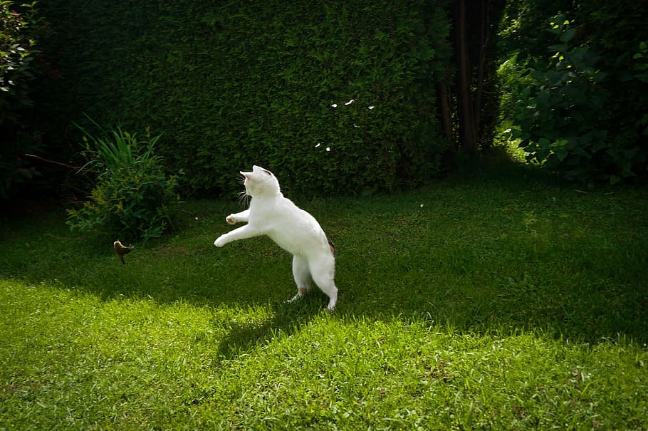 blanco, gato, en pie, verde, hierba, arbusto, durante el día, pájaro, prisa, animales