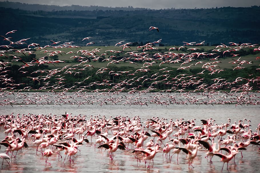 burung, flamingo, hewan, alam, afrika, safari, pernis, nikon, kenya, hewan di alam liar