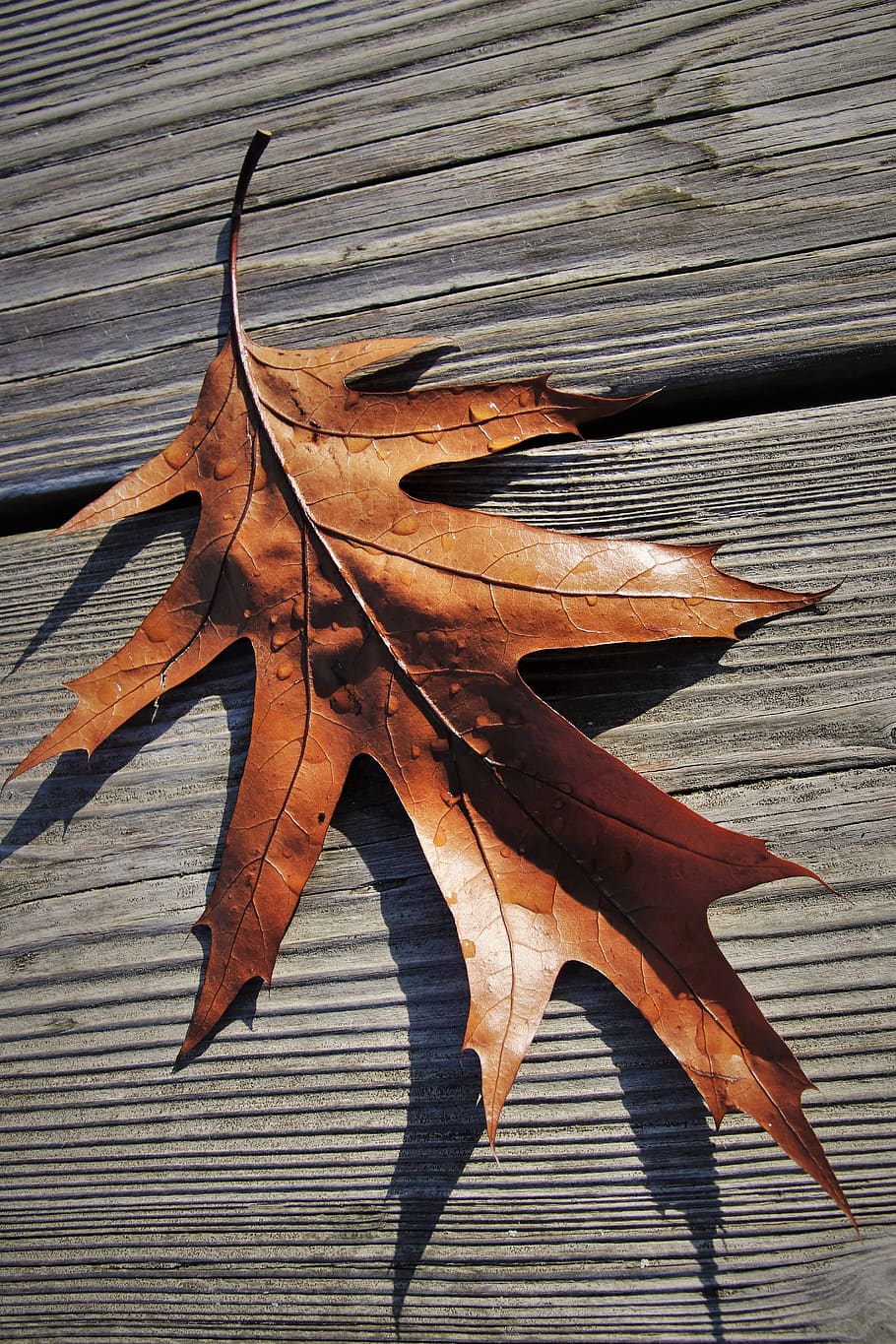 in the fall, dry leaves, pattern, lived, leaf, november, collapse, boards, autumn mood, shape