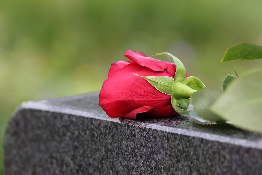 single red rose, black marble, love symbol, remembering, condolence, gravestone, nature, outdoor, red, flower
