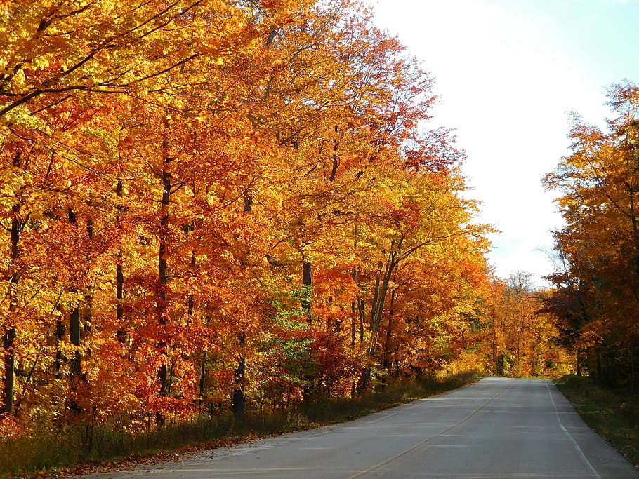 Outono, Colorido, Folhas, Árvores, paisagem, floresta, folhagem, vermelho, amarelo, cênico