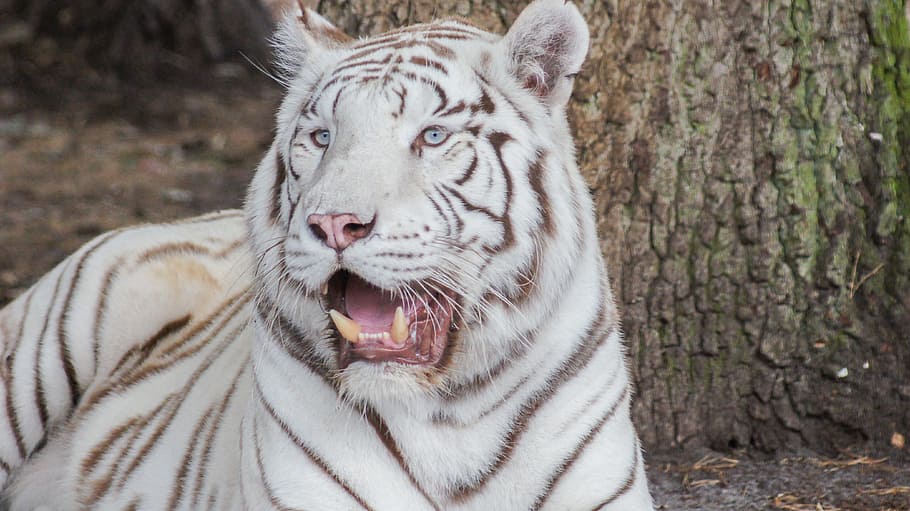 albino tiger, close-up photography, tiger, white, cat, white tiger, serengeti park, animal themes, animal, one animal
