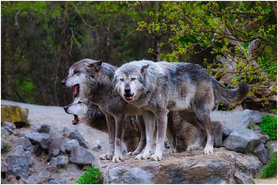 lobos, manada, lobo, lobos de madera, gris, piel, vista, reloj, zoológico, atención