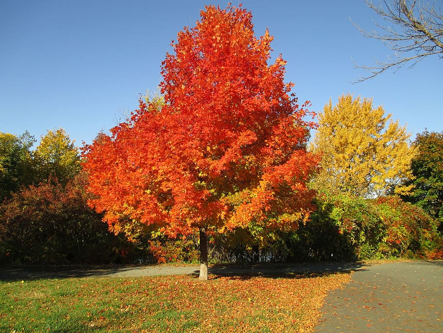 cores de outono, outono, fundo de outono, amarelo, árvore, folhagem, folha, folhas, outubro, massachusetts